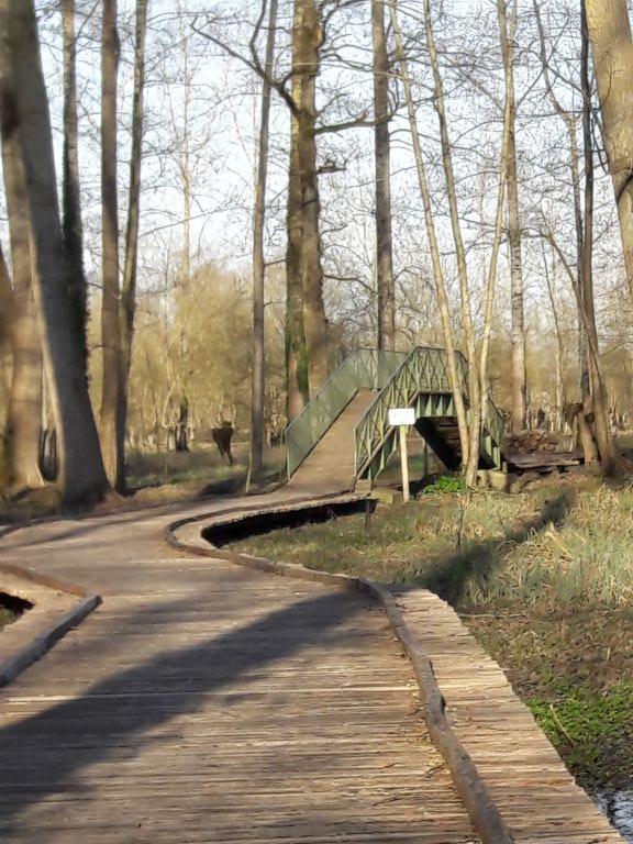 Sentier suspendu sur le marais